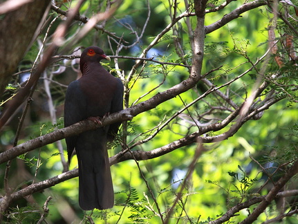 	Columba squamosa	