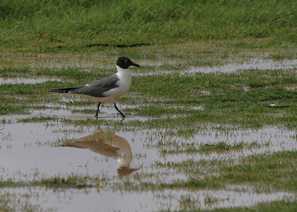 	Larus atricilla	