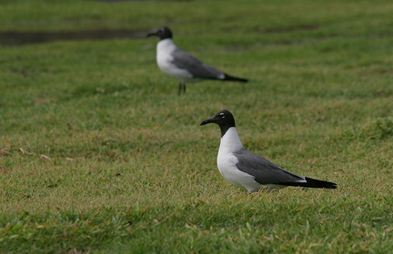 	Larus atricilla	