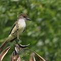 	Elaenia flavogaster	