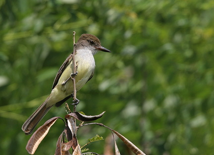 	Elaenia flavogaster	