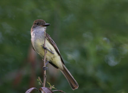 	Elaenia flavogaster	