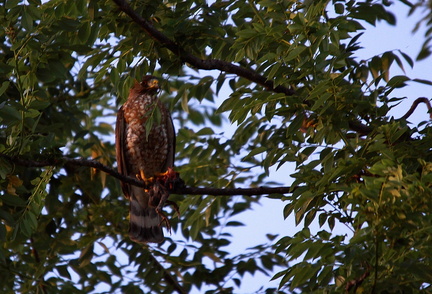 	Buteo platypterus	