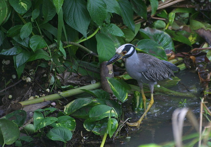 	Nyctanassa violacea	