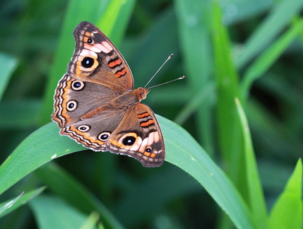 	Junonia genoveva	