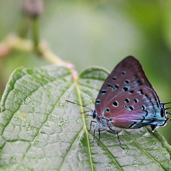 Papillons