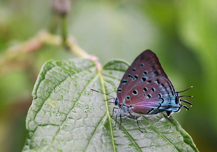 	Pseudolycaena marsyas	