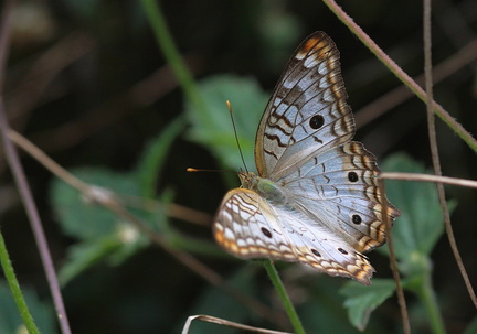 	Anartia jatrophae	