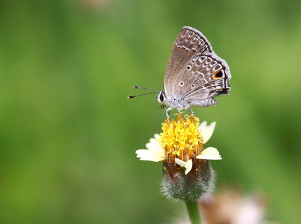 	Hemiargus hanno watsoni	