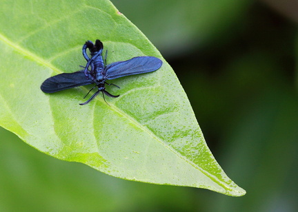 	Harrisina sp.	