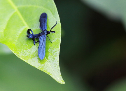 	Harrisina sp.	