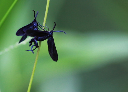 	Harrisina sp.	