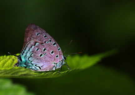 	Pseudolycaena marsyas	