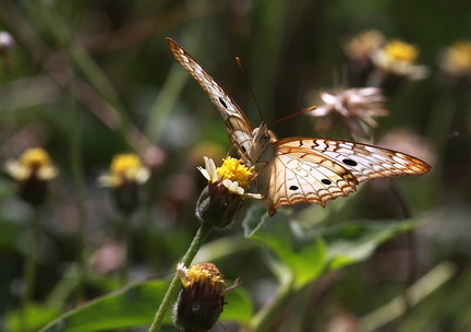 	Anartia jatrophae	