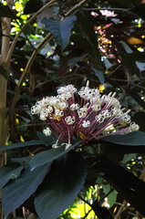 	Clerodendrum quadriloculare	