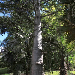 Jardin de Beauvallon