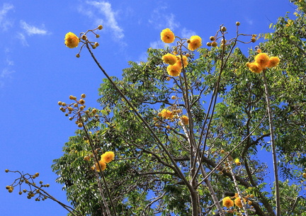 	Roses du Brésil	