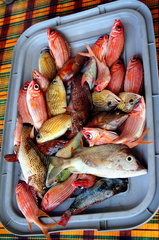 	Poissons de roche	