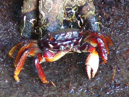 	Crabe de racine de mangrove	