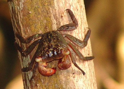 	Crabe de palétuvier	