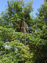 	Palétuviers rouges	