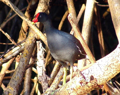 Gallinula choropus