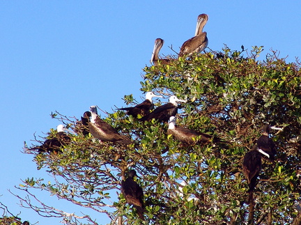 Pélicans et Frégates