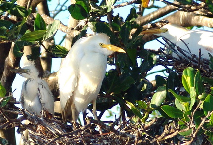 Bubulcus ibis