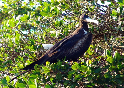 Fregata magnificens