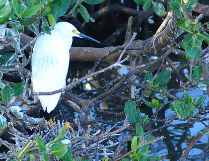 	Aigrette neigeuse	