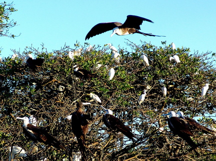 Fregata magnificens