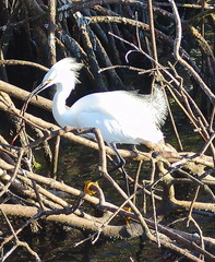 	Aigrette neigeuse	