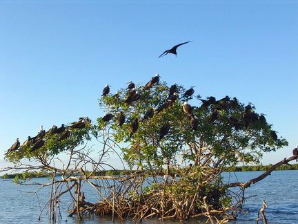 Fregata magnificens