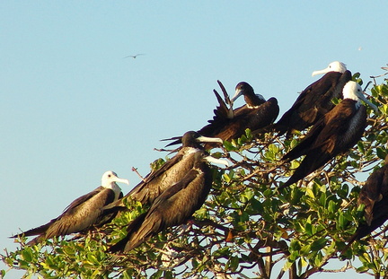 Fregata magnificens	