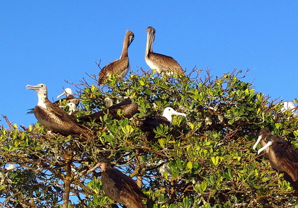 Pélicans et Frégates