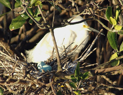 Egretta thula