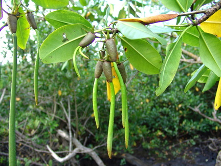 	Fruit du palétuvier	