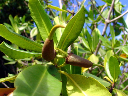 	Fruit du palétuvier	