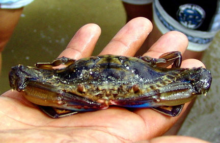 	Crabe cirique	