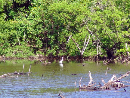 	Grande Aigrette	