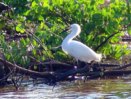 	Aigrette neigeuse	