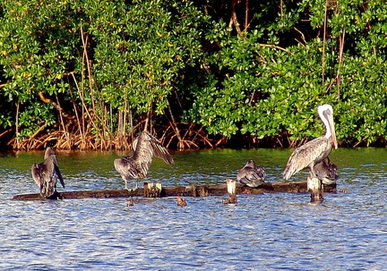 	Pélicans	