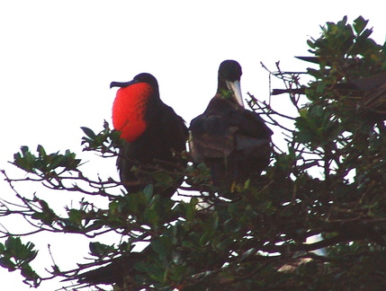 Fregata magnificens