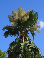 Corypha Umbraculifera