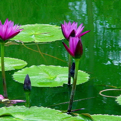 Jardin botanique Deshaies