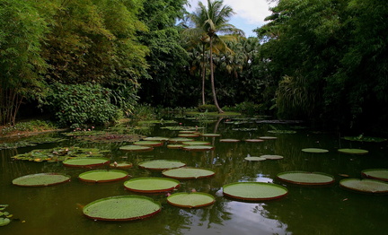 	Victoria d'Amazonie	