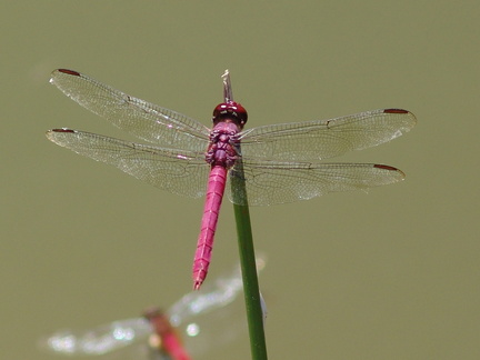 	Orthemis macrostigma	