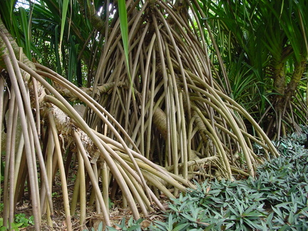 	Pandanus Bakoua	