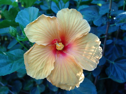 	Hibiscus	