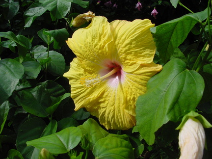 	Hibiscus	